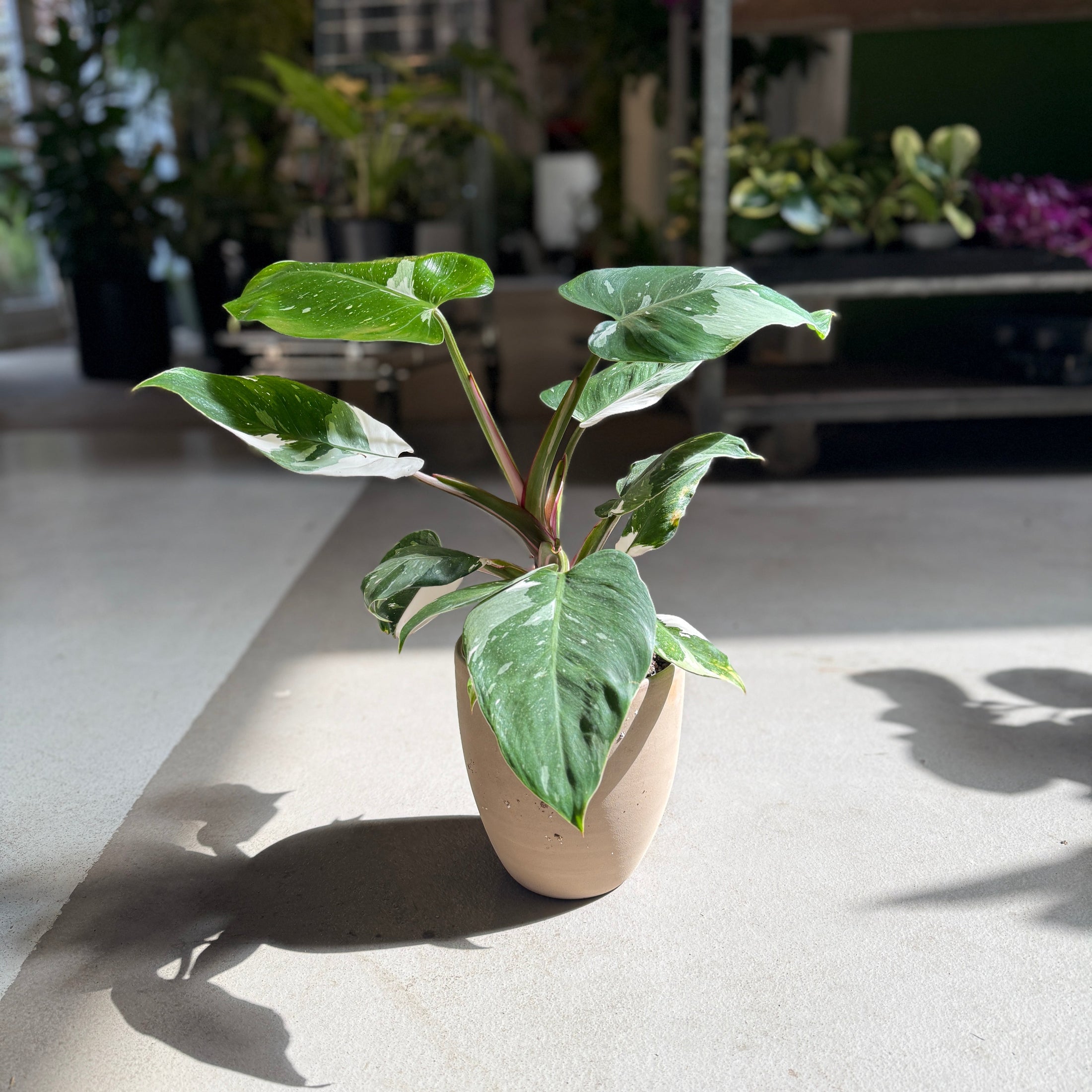 Philodendron White Princess i krukke – 45 cm høj