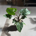 Indlæs billede i gallerivisning, Philodendron White Princess i krukke – 45 cm høj
