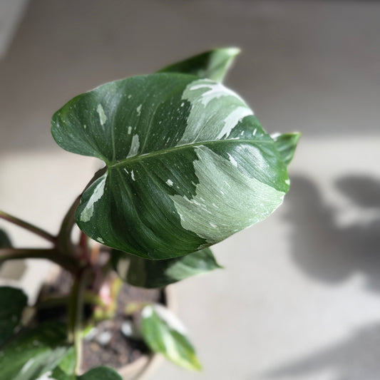 Philodendron White Princess i krukke – 45 cm høj
