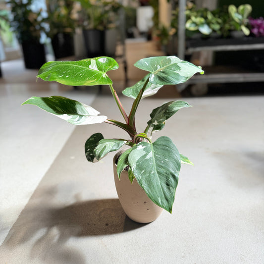 Philodendron White Princess i krukke – 45 cm høj