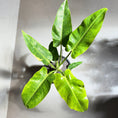 Indlæs billede i gallerivisning, Philodendron Painted Lady i sort krukke – 65 cm høj
