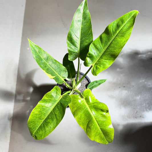 Philodendron Painted Lady i sort krukke – 65 cm høj