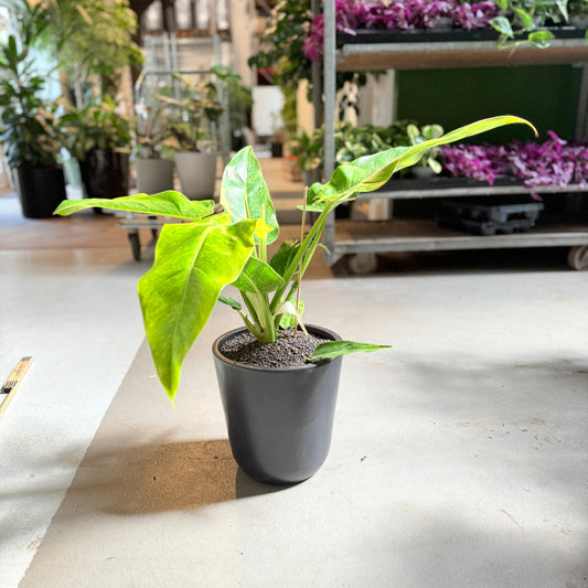 Philodendron Painted Lady i sort krukke – 65 cm høj