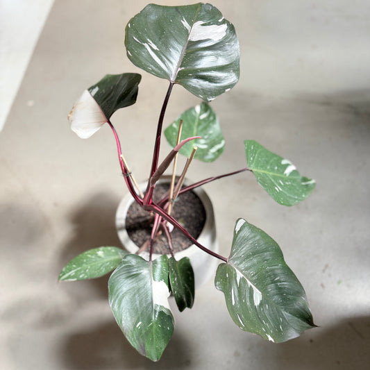 Philodendron White Knight i cementkrukke – 50 cm høj