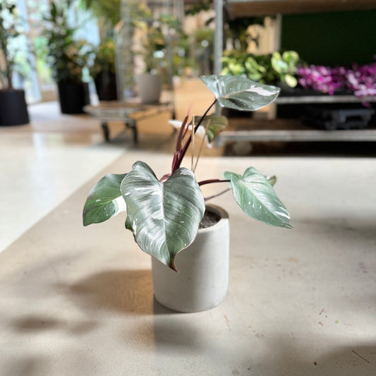 Philodendron White Knight i cementkrukke – 50 cm høj