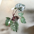 Indlæs billede i gallerivisning, Philodendron White Knight i cementkrukke – 50 cm høj

