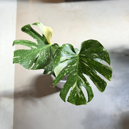 Monstera Thai Constellation i hvid krukke – 60 cm høj