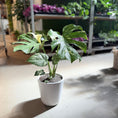 Indlæs billede i gallerivisning, Monstera Thai Constellation i hvid krukke – 60 cm høj

