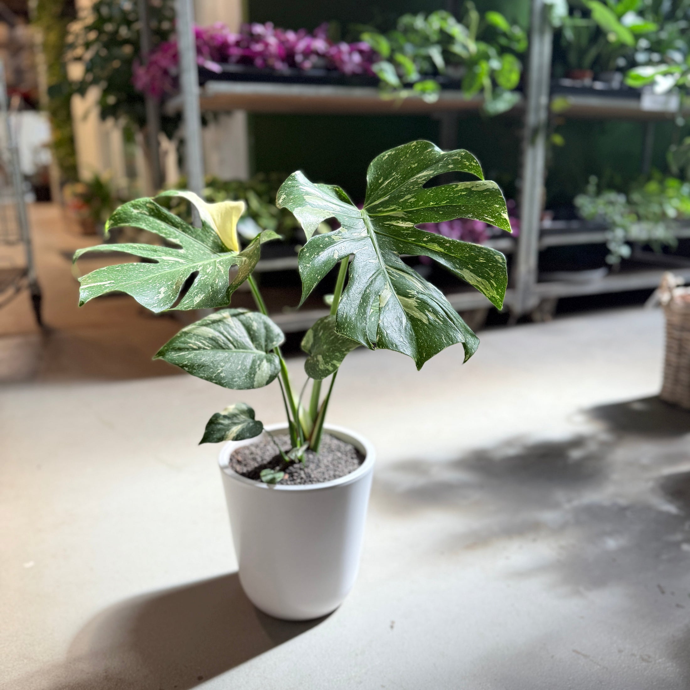 Monstera Thai Constellation i hvid krukke – 60 cm høj