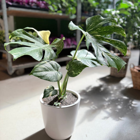 Monstera Thai Constellation i hvid krukke – 60 cm høj