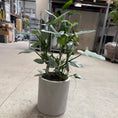 Indlæs billede i gallerivisning, Philodendron Silver Sword i cementkrukke – 105 cm høj
