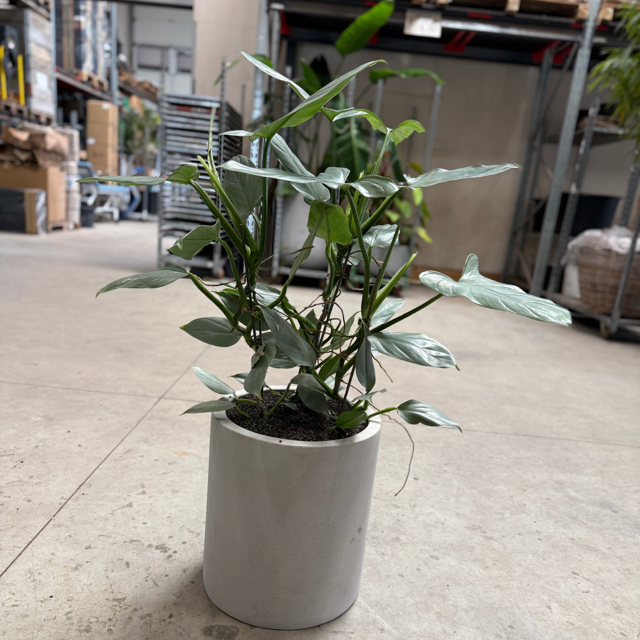 Philodendron Silver Sword i cementkrukke – 105 cm høj