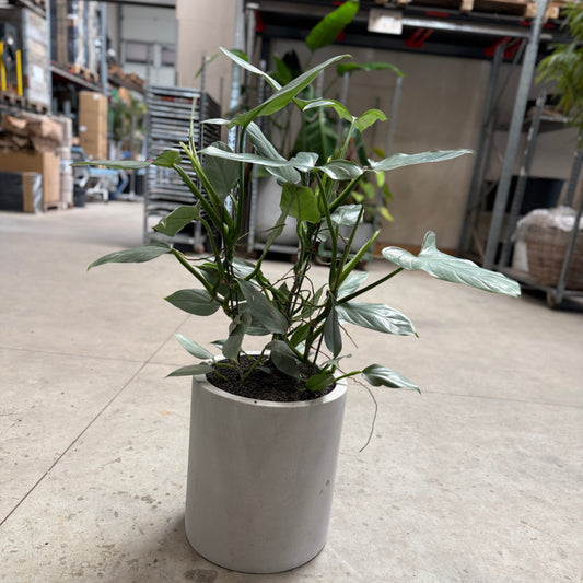 Philodendron Silver Sword i cementkrukke – 105 cm høj