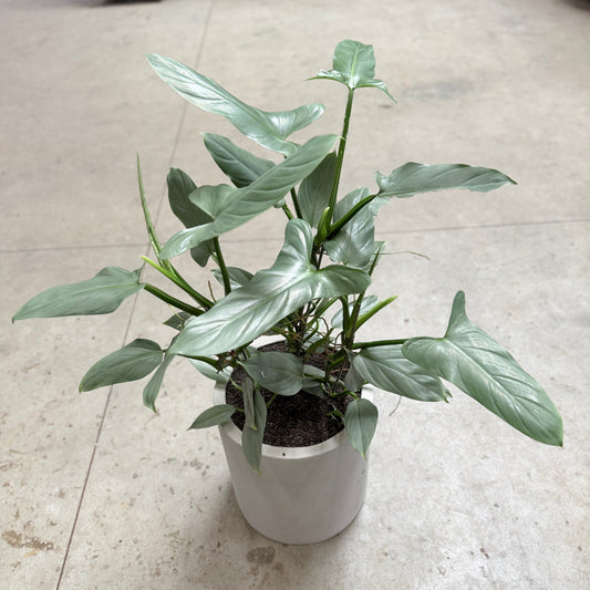 Philodendron Silver Sword i cementkrukke – 105 cm høj
