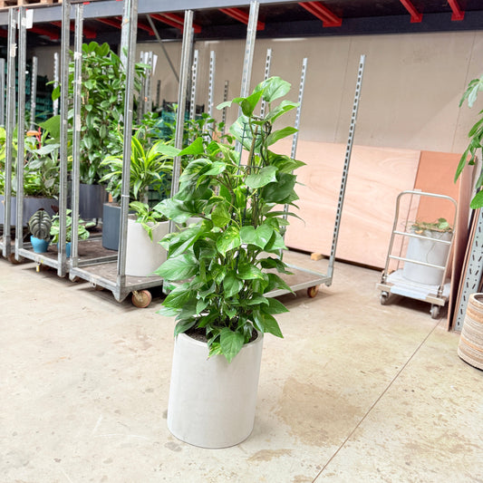 Epipremnum Aureum (Guldrank) i cementkrukke – 130 cm høj
