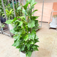 Indlæs billede i gallerivisning, Epipremnum Aureum (Guldrank) i cementkrukke – 130 cm høj
