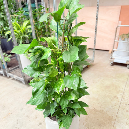 Epipremnum Aureum (Guldrank) i cementkrukke – 130 cm høj