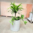 Indlæs billede i gallerivisning, Dracaena og Guldrank i cementkrukke – 100 cm høj
