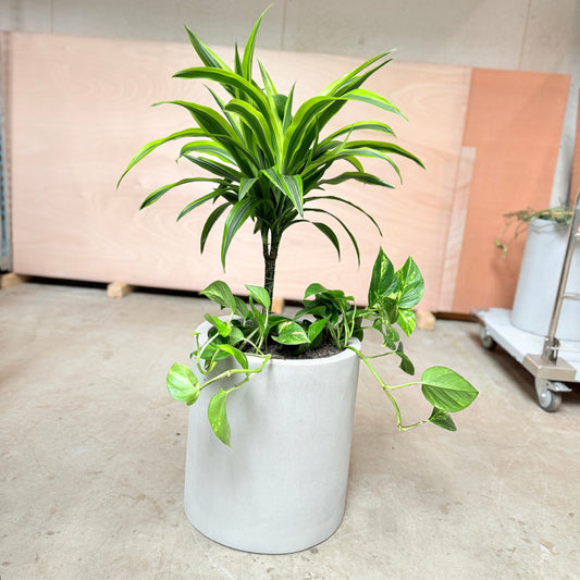 Dracaena og Guldrank i cementkrukke – 100 cm høj