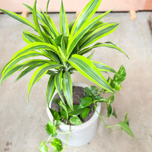 Dracaena og Guldrank i cementkrukke – 100 cm høj