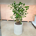 Indlæs billede i gallerivisning, Ficus Microcarpa i cementkrukke – 120 cm høj

