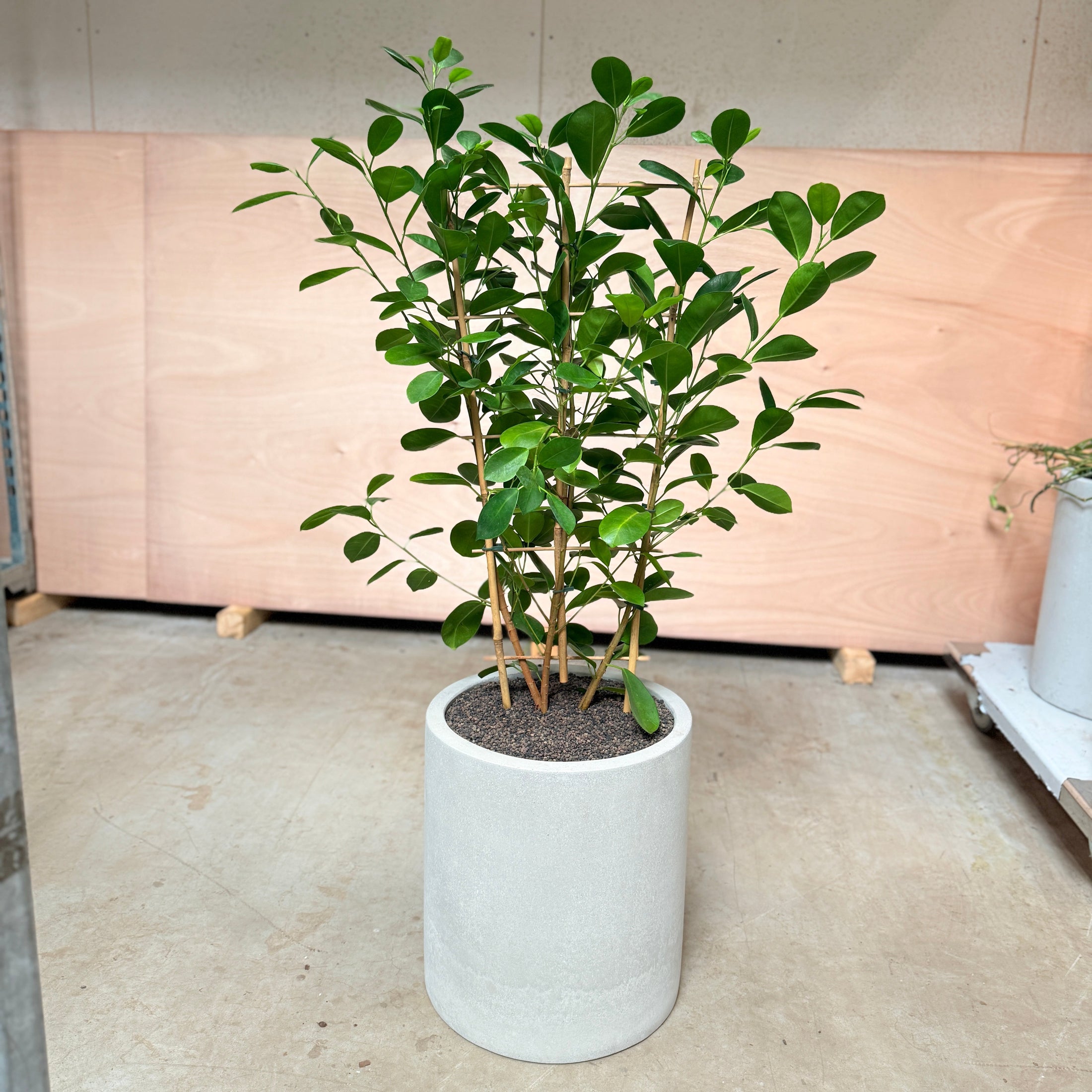 Ficus Microcarpa i cementkrukke – 120 cm høj