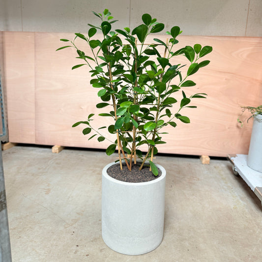 Ficus Microcarpa i cementkrukke – 120 cm høj