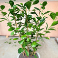 Indlæs billede i gallerivisning, Ficus Microcarpa i cementkrukke – 120 cm høj
