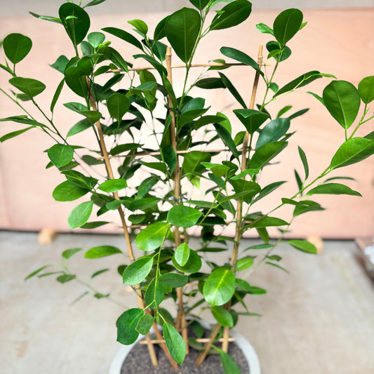 Ficus Microcarpa i cementkrukke – 120 cm høj