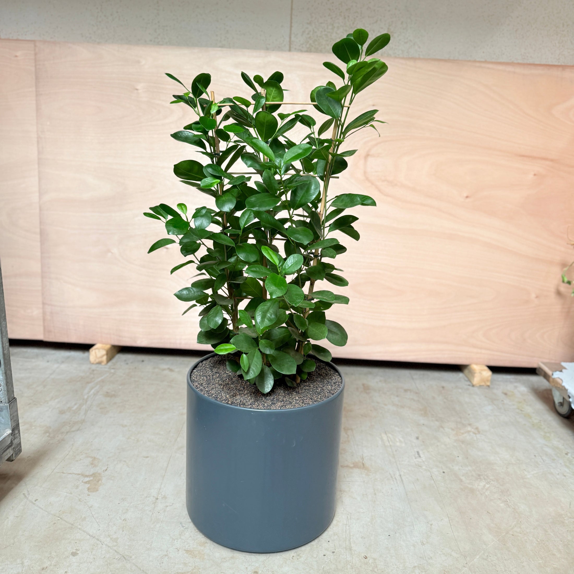 Ficus Microcarpa i mørkegrå krukke – 120 cm høj