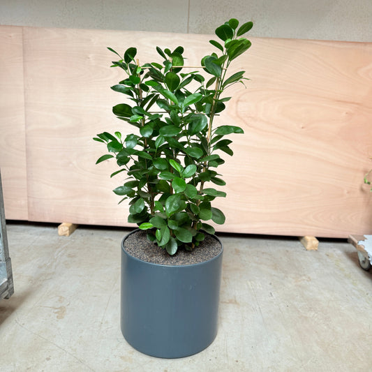 Ficus Microcarpa i mørkegrå krukke – 120 cm høj