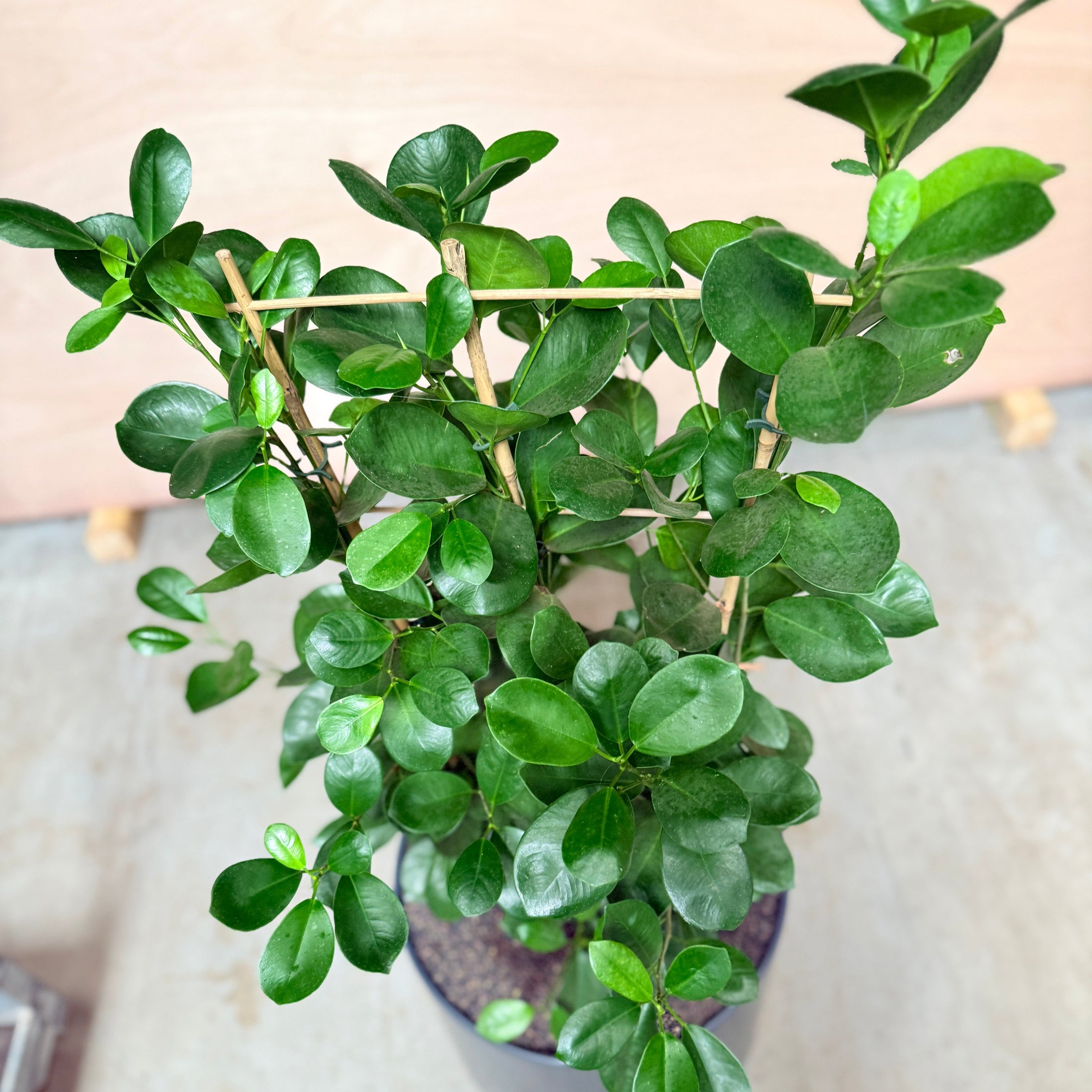 Ficus Microcarpa i mørkegrå krukke – 120 cm høj