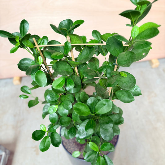 Ficus Microcarpa i mørkegrå krukke – 120 cm høj