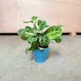 Indlæs billede i gallerivisning, Maranta Leuconeura (Bønneplante) i blå krukke – 30 cm høj
