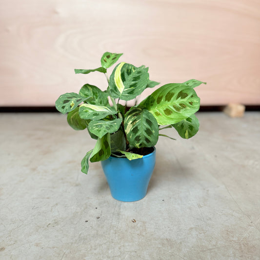 Maranta Leuconeura (Bønneplante) i blå krukke – 30 cm høj