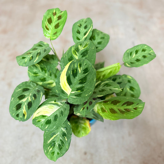Maranta Leuconeura (Bønneplante) i blå krukke – 30 cm høj