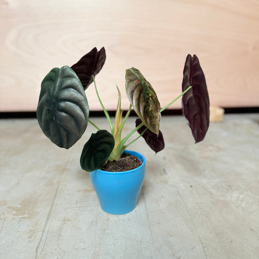 Alocasia Black Velvet i blå krukke – 25 cm høj
