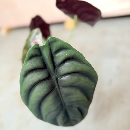 Alocasia Black Velvet i blå krukke – 25 cm høj