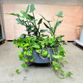 Indlæs billede i gallerivisning, Stor plantekumme med Philodendron og Guldranke – 110 cm høj, Ø70 cm
