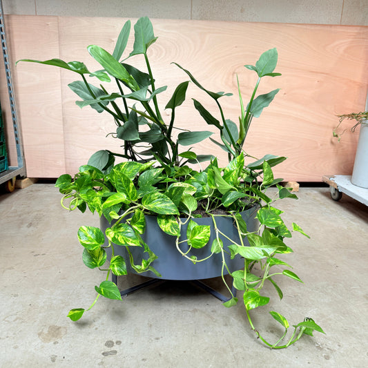 Stor plantekumme med Philodendron og Guldranke – 110 cm høj, Ø70 cm