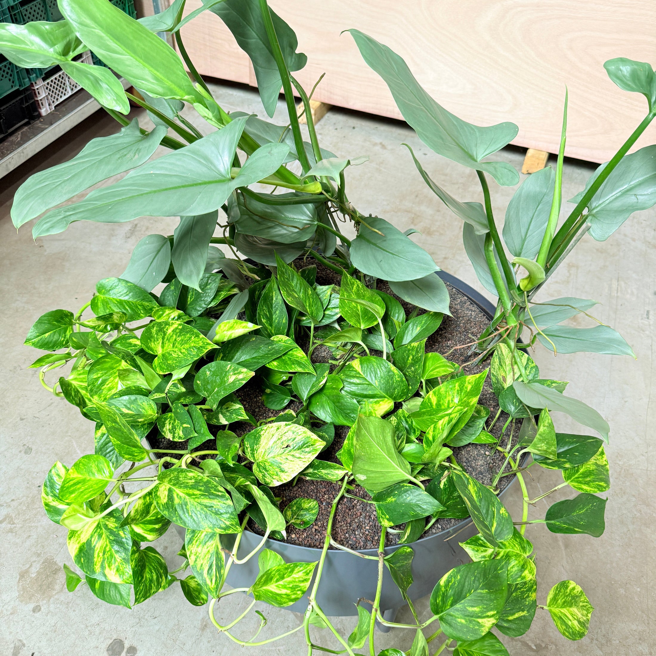 Stor plantekumme med Philodendron og Guldranke – 110 cm høj, Ø70 cm