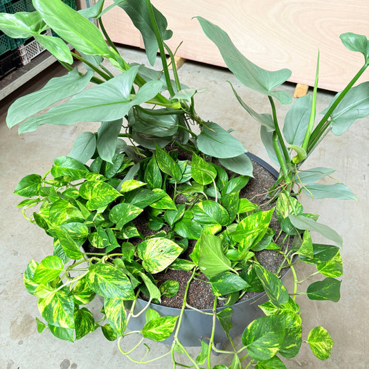 Stor plantekumme med Philodendron og Guldranke – 110 cm høj, Ø70 cm