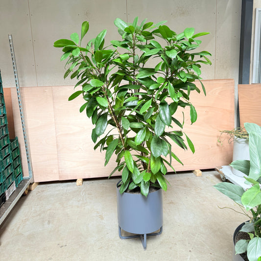 Stor Ficus i grå krukke – 170 cm høj