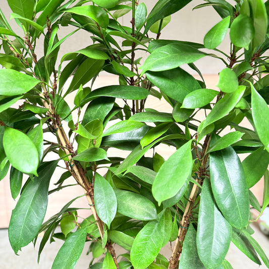 Stor Ficus i grå krukke – 170 cm høj