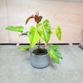 Indlæs billede i gallerivisning, Philodendron 'Painted Lady' i cementkrukke – 100 cm høj Second Hand Plante

