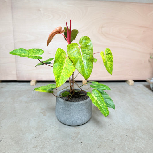 Philodendron 'Painted Lady' i cementkrukke – 100 cm høj Second Hand Plante
