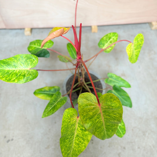 Philodendron 'Painted Lady' i cementkrukke – 100 cm høj Second Hand Plante