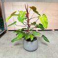 Indlæs billede i gallerivisning, Philodendron 'Painted Lady' i cementkrukke – 110 cm høj Second Hand Plante
