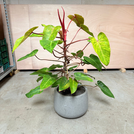 Philodendron 'Painted Lady' i cementkrukke – 110 cm høj Second Hand Plante