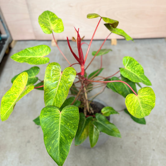 Philodendron 'Painted Lady' i cementkrukke – 110 cm høj Second Hand Plante